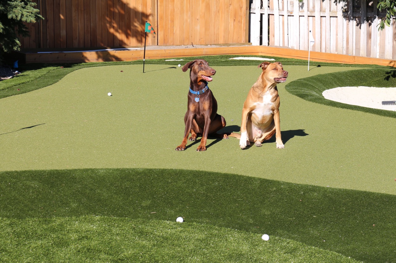 pet turf 3