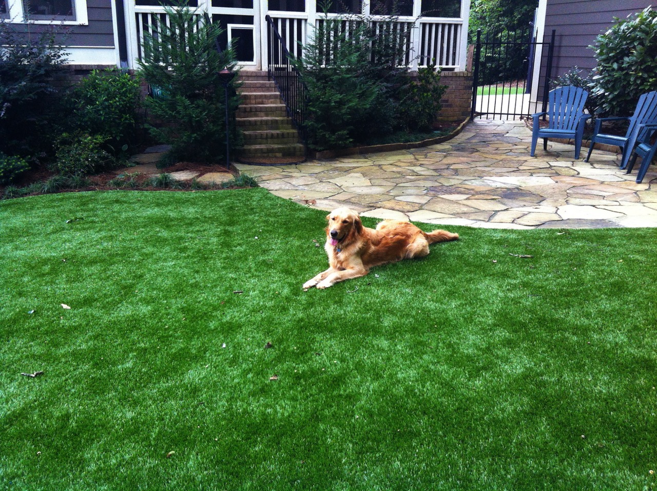 pet turf 4